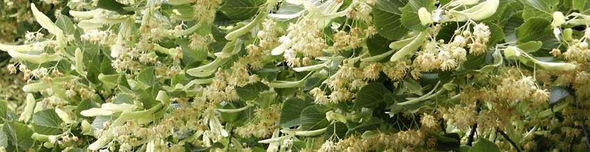 Tilia banner